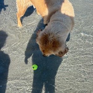 Meet your Posher, Ann